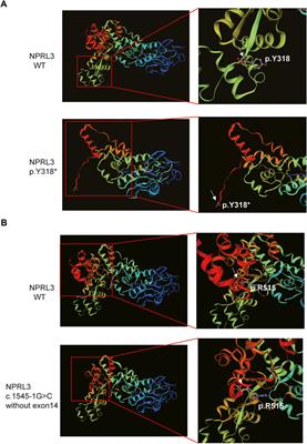 Identification of two rare NPRL3 variants in two Chinese families with familial focal epilepsy with variable foci 3: NGS analysis with literature review